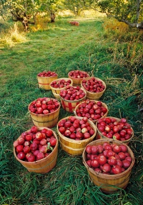 Old-fashioned apple orchard harvest